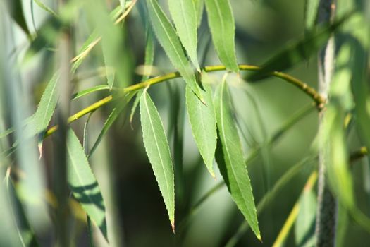 Weeping Willow Tree Leaves