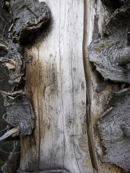 tree trunk with thick bark for backgrounds or borders patterns and textures