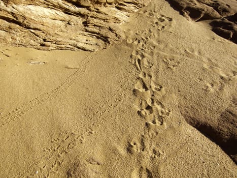 small animal and bug footprints in the sand near sandstone rock