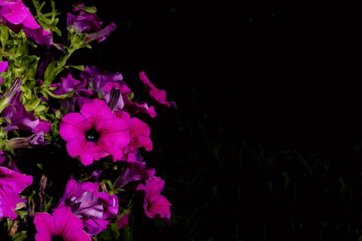 bright flowers petunia against a black background