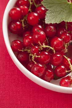 Rad currant in white bowl with red background
