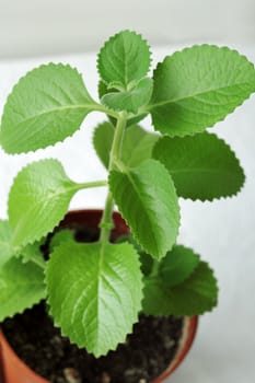 Green leafy houseplant potted into a flowerpot to be placed indoors to help with air purification through photosynthesis