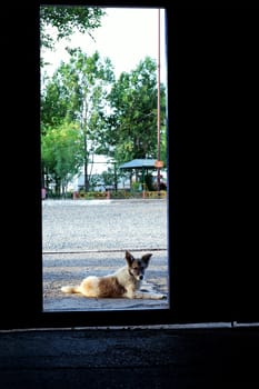 Alert crossbreed dog lying in the street outside an open doorway looking inside and watching with curiosity
