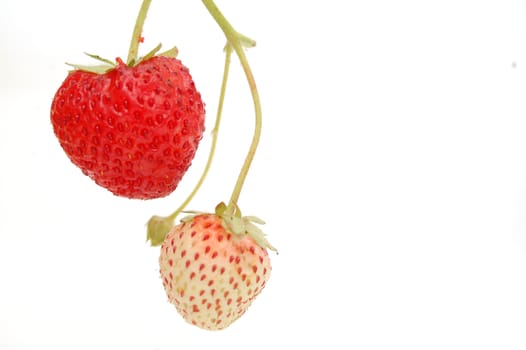 garden strawberry