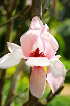 Pink flower in forest