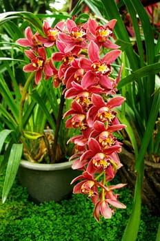 Red orchid in Thailand