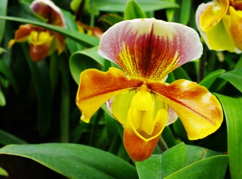 Nice Orchid in Thailand, Paphiopedilum villosum (Lindl.) Stein