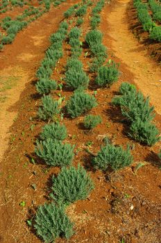 Rosemary farm with wet ground background