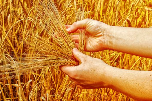 Hands and barley, money and food.