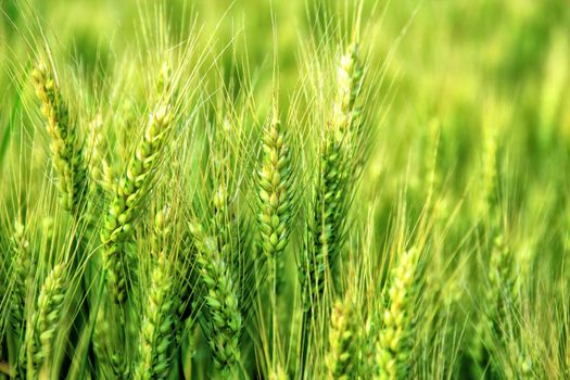 Green wheat on the field.