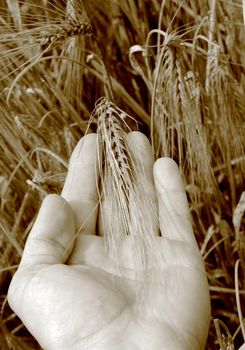 Hands and barley, money and food.