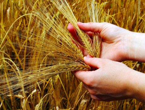 Hands and barley, money and food.