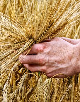 Hands and barley, money and food.