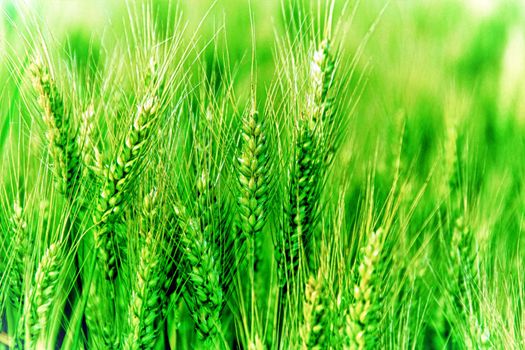 Green wheat on the field.