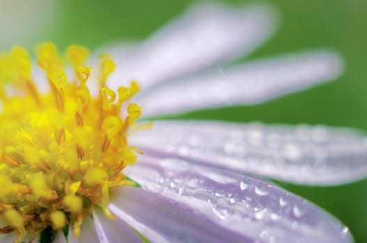 Rain drop on flower, Macro shot