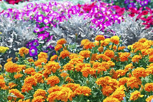 Tagetes flower on a bed in the background