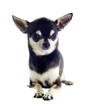 portrait of a cute purebred  puppy chihuahua in front of white background