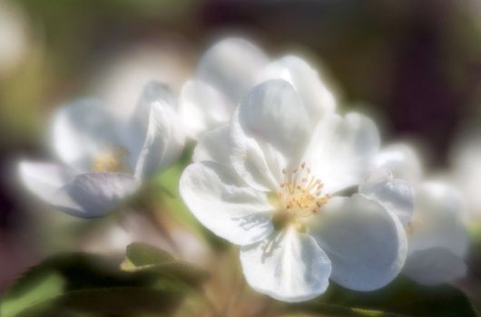 Apple-tree flowers close-up through monocle lens
