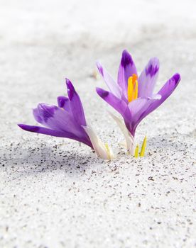 First blossom crocuses in the melting snow