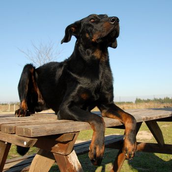 portrait of a purebred french sheepdog beauceron 