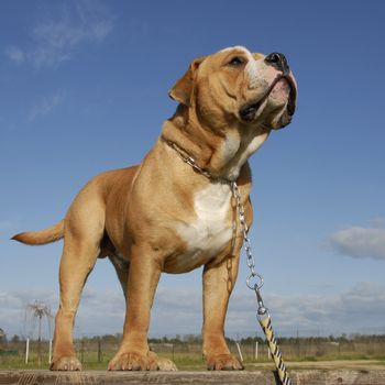 purebred continental bulldog upright on a table