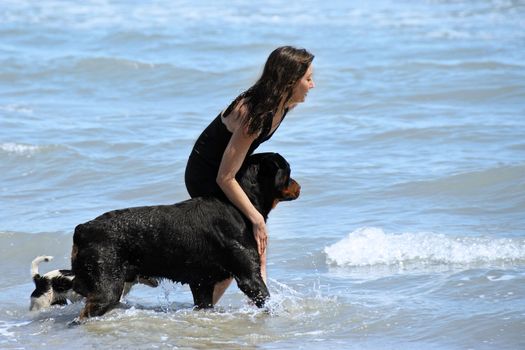 portrait of a purebred rottweiler and woman in the water