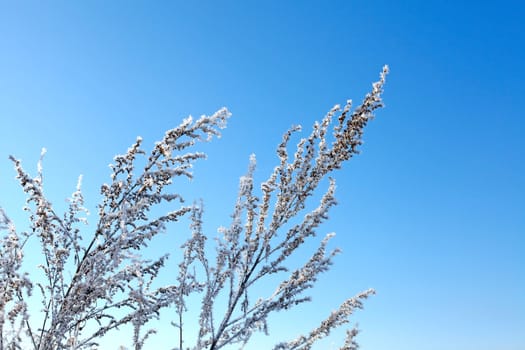 Snowy and Frozen Branch on the Blue Sky background