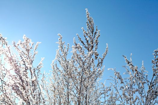 Snowy and Frozen Branch on the Blue Sky background