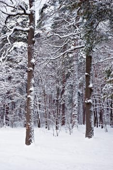 Winter forest- snow and beautiful icy trees