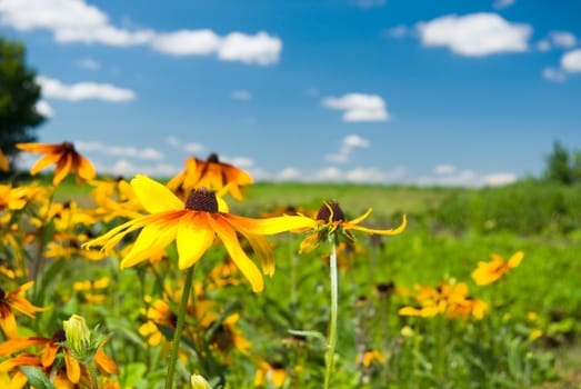 beautiful meadow flowers on a sunny day