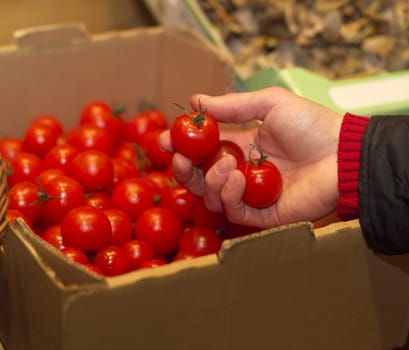 Hand holding a couple of tomatoes