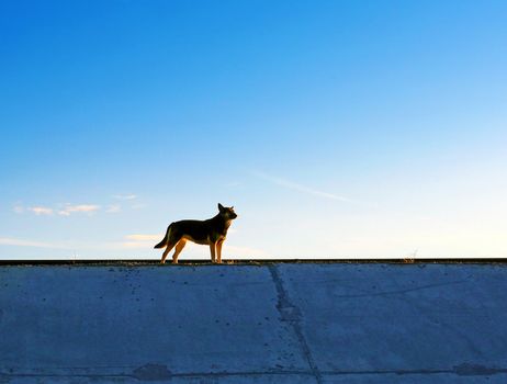 A Dog silhouette on the evening Sky background