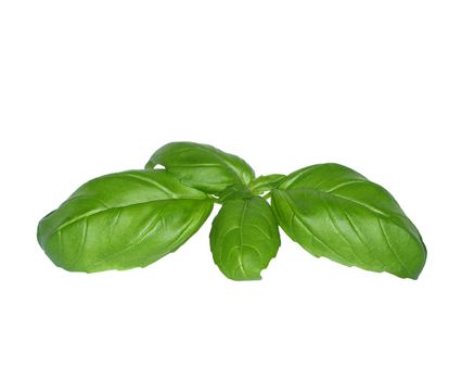 Fresh green basil on white background