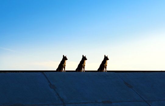 Three Dogs silhouette on the evening Sky background