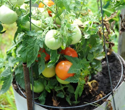 Organic tomato garden with ripe tomatoes.