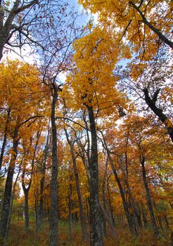 Golden Yellow Fall Foliage colors of Maple tree in Autumn