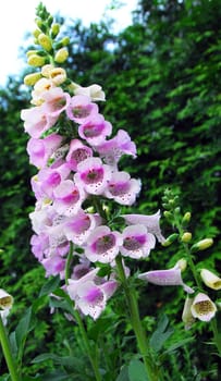 pink white flower in bloom in spring