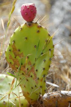 closeup of green cactus plant with sharp thorns