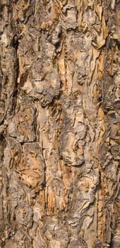isolated closeup of brown Tree Bark Texture Background