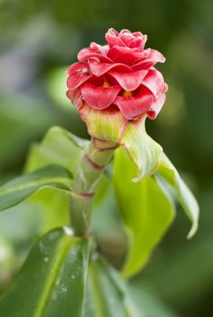 Spiral Ginger Costus comosus yellow red flower in bloom