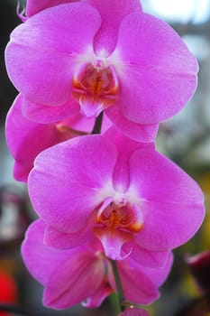 Phalaenopsis Pink white orchid flower in bloom in spring