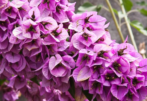 Shrub with lilac flowers. Shallow depth of field