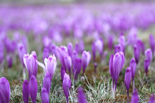 meadow invaded with spring wild purple flowers