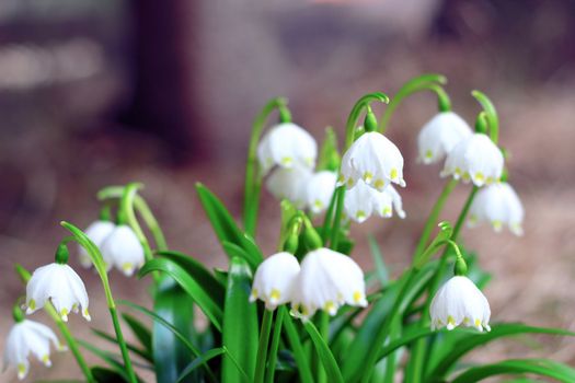 first spring symbol - wild flowers in the forest ( snowdrops ) - stock photo