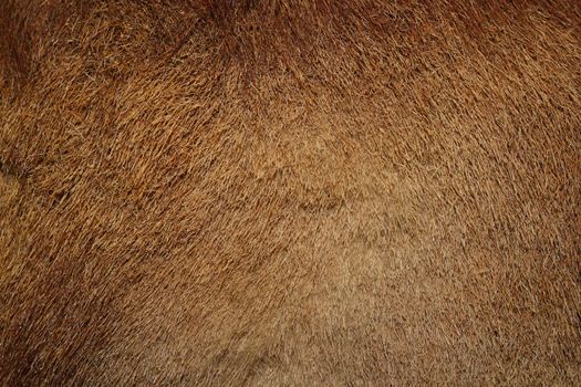 closeup of wild boar textured pelt