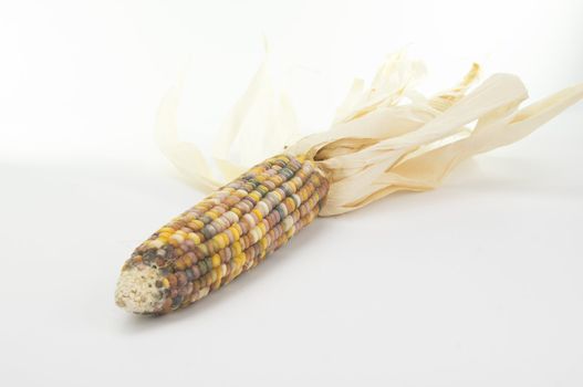 Studio shot of Indian Corn (maize) isoalted on white background with light shadow