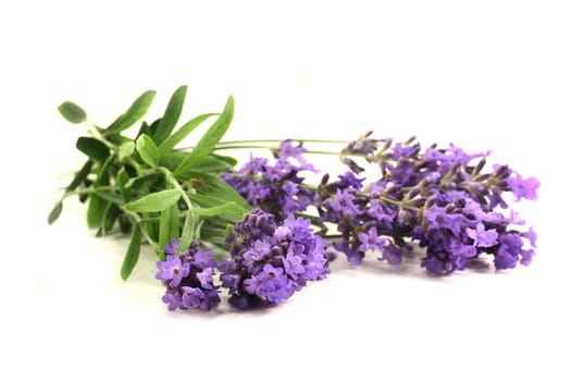 fresh lavender flowers on a white background