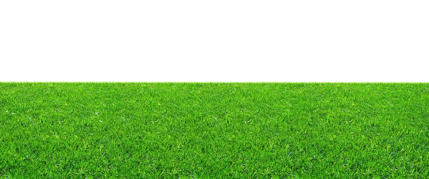 Fresh green grass on isolated white background