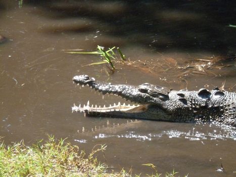 Crocodile with an open mouth in a mangrove area near Huatulco, Mexico