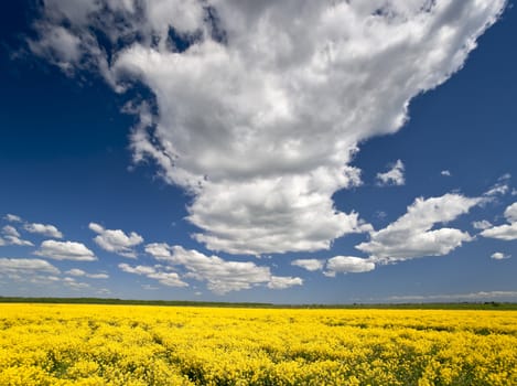 Cloudscape over yellow rape field